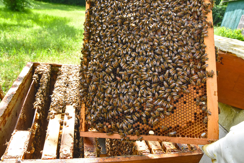 Fleißig tummeln sich die VR Bank-Bienen auf den Waben