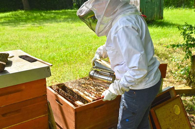 Mit ein wenig Rauch ziehen sich die Bienen etwas zurück