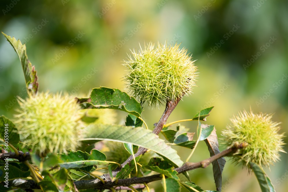 Esskastanie 'Castanea sativa' Esskastanie 'Castanea sativa'