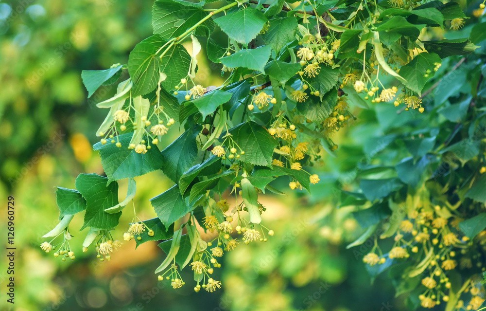 Winterlinde 'Tilia cordata' Winterlinde 'Tilia cordata'