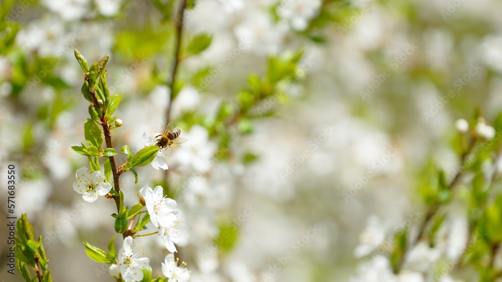 Vogelkirsche 'Prunus avium' Vogelkirsche 'Prunus avium'